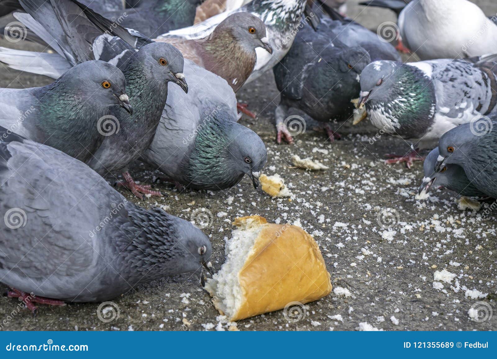 palomas-en-el-parque-que-comen-pan-121355689.jpg