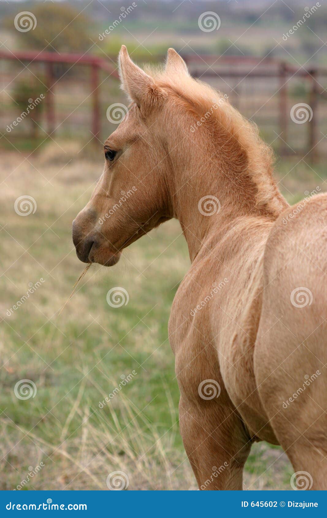 Palomino Colt stock photo. Image of palomino, golden, stout 645602