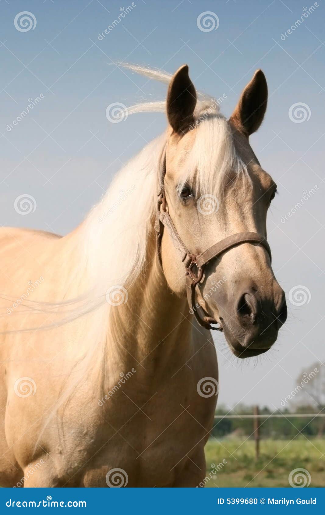 palomino stallion of quarterhorse breed. 909996 Stock Photo at Vecteezy