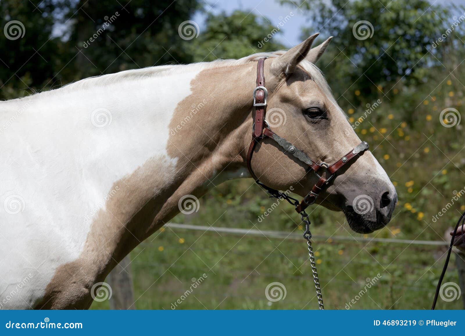 Palomino horse head stock image. Image of palomino, position - 46893219