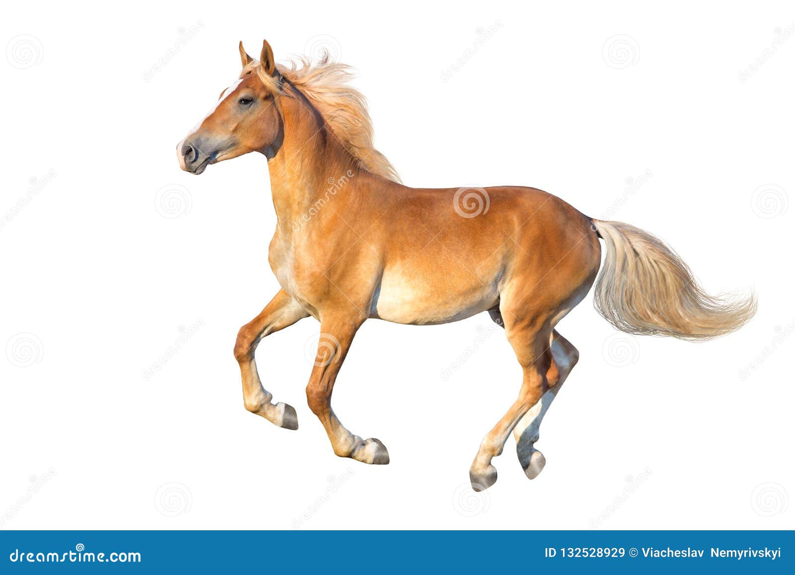 Bay Horse Standing Isolated White Background Stock Photo by ©kwadrat70  206585414