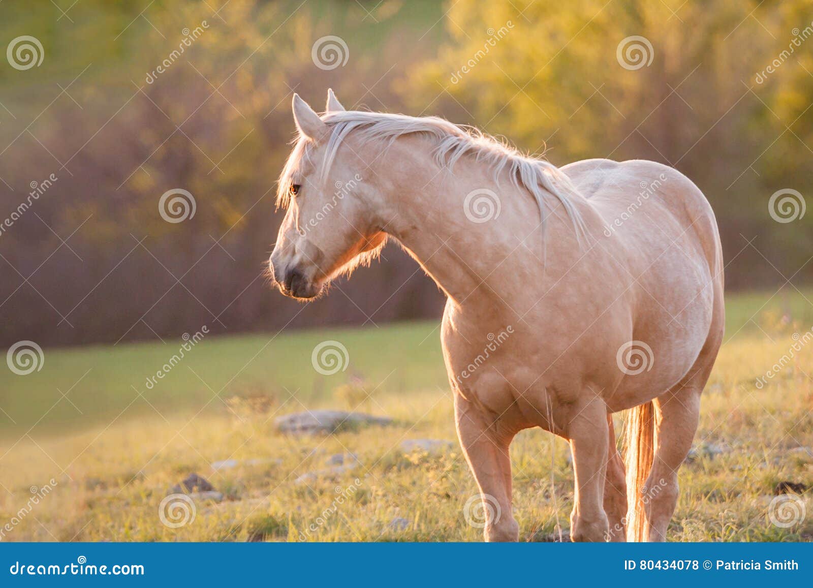 Palomino Horse Looking Backwards Stock Photo Image of animal, away
