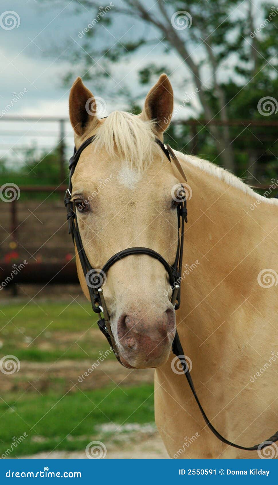 palomino horse portrait