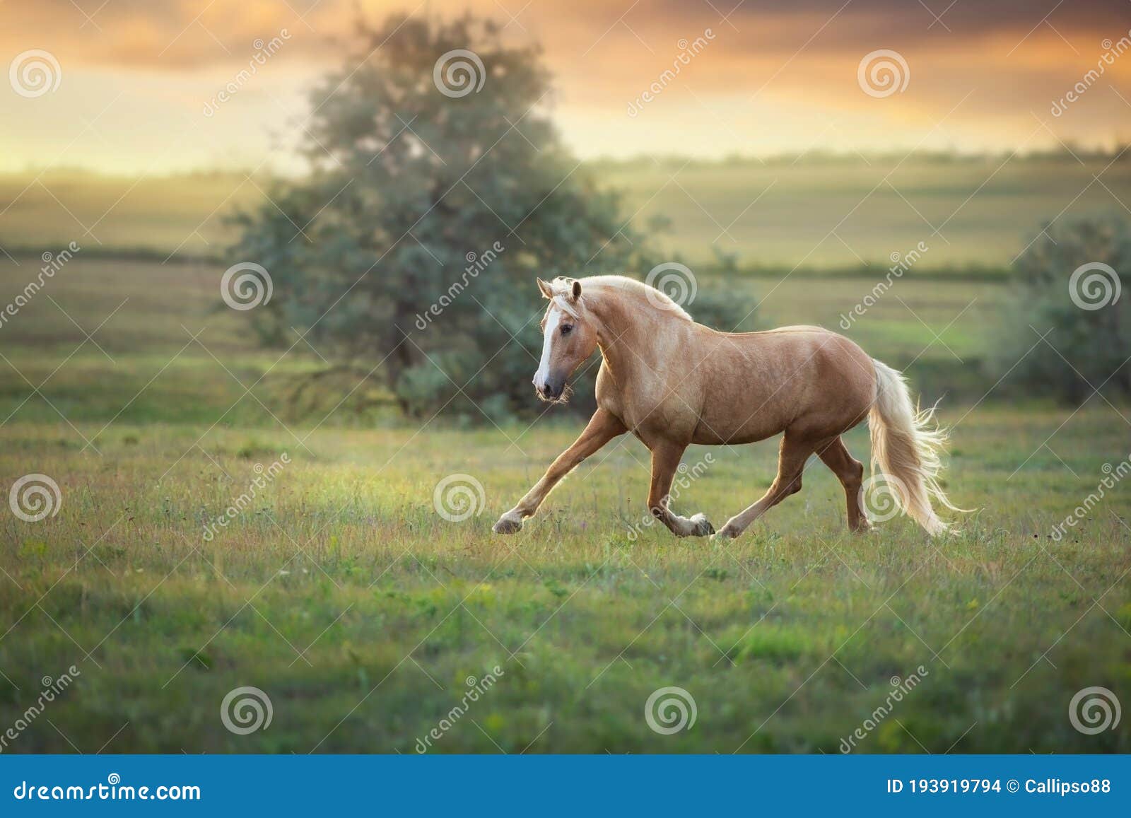 palomino horse trotting