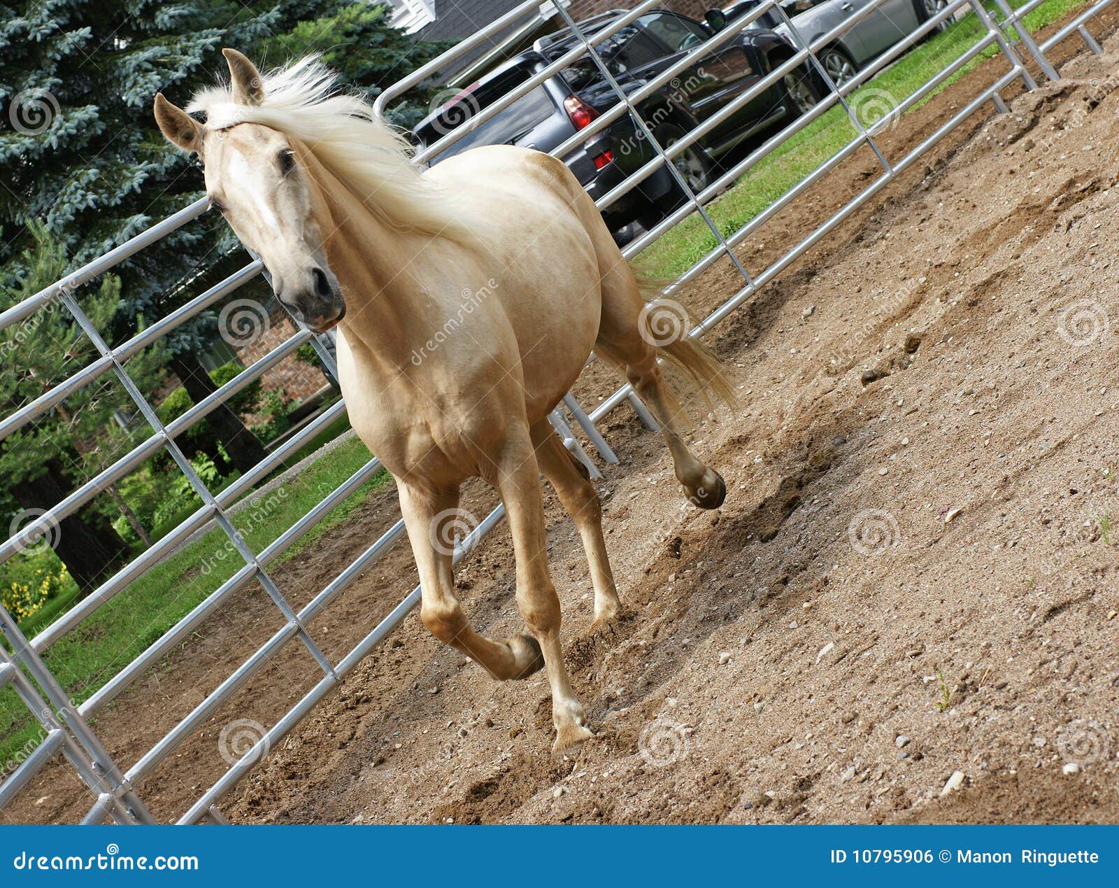 palomino in the ring