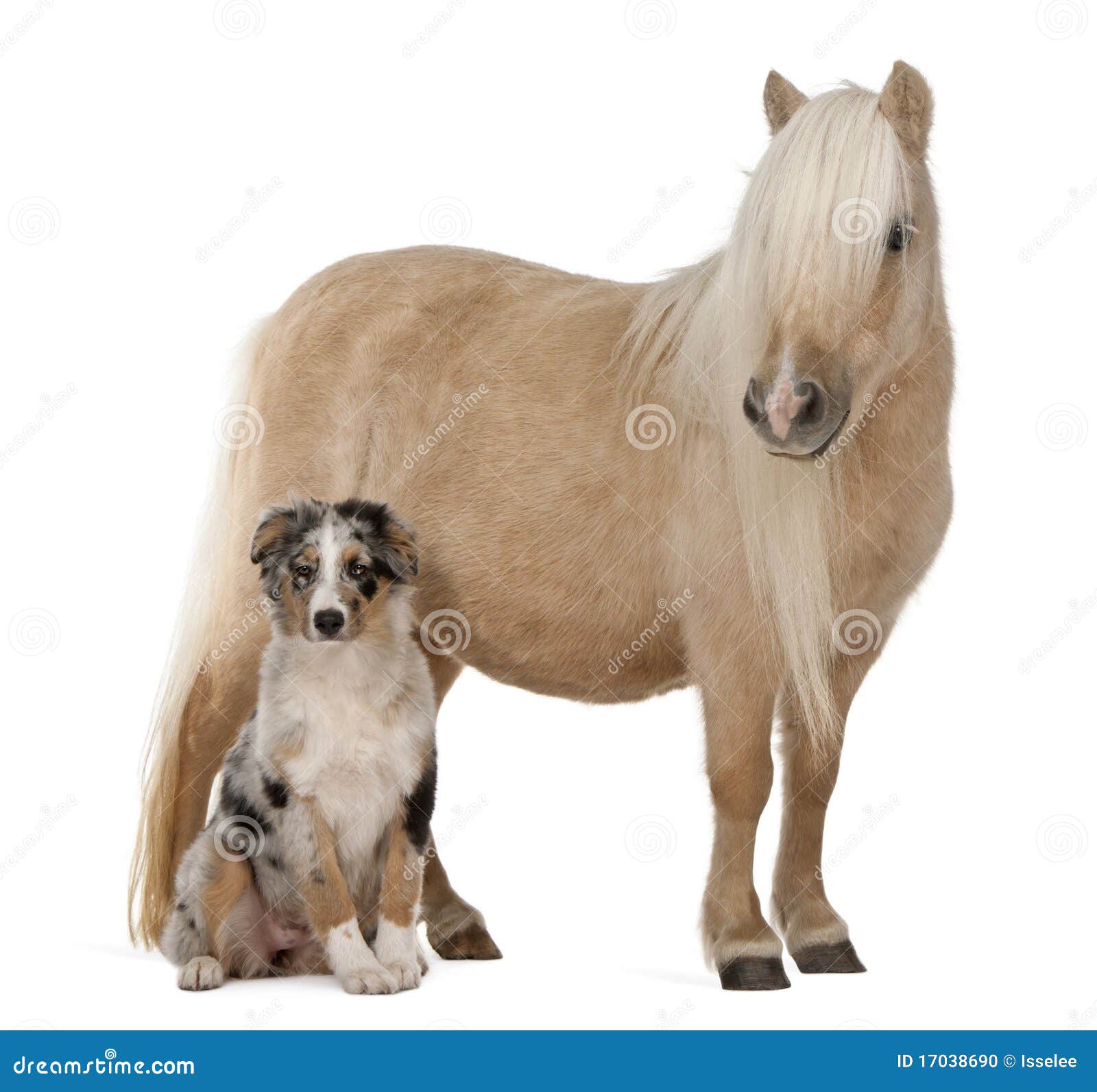 palomino shetland pony, equus caballus