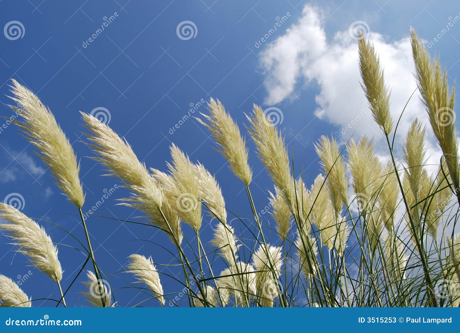 Pampas Grass In Bloom RoyaltyFree Stock Photo