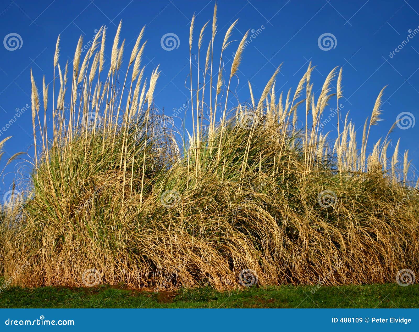 Pampas Grass stock image. Image of silky, tall, blue, argenteum 488109
