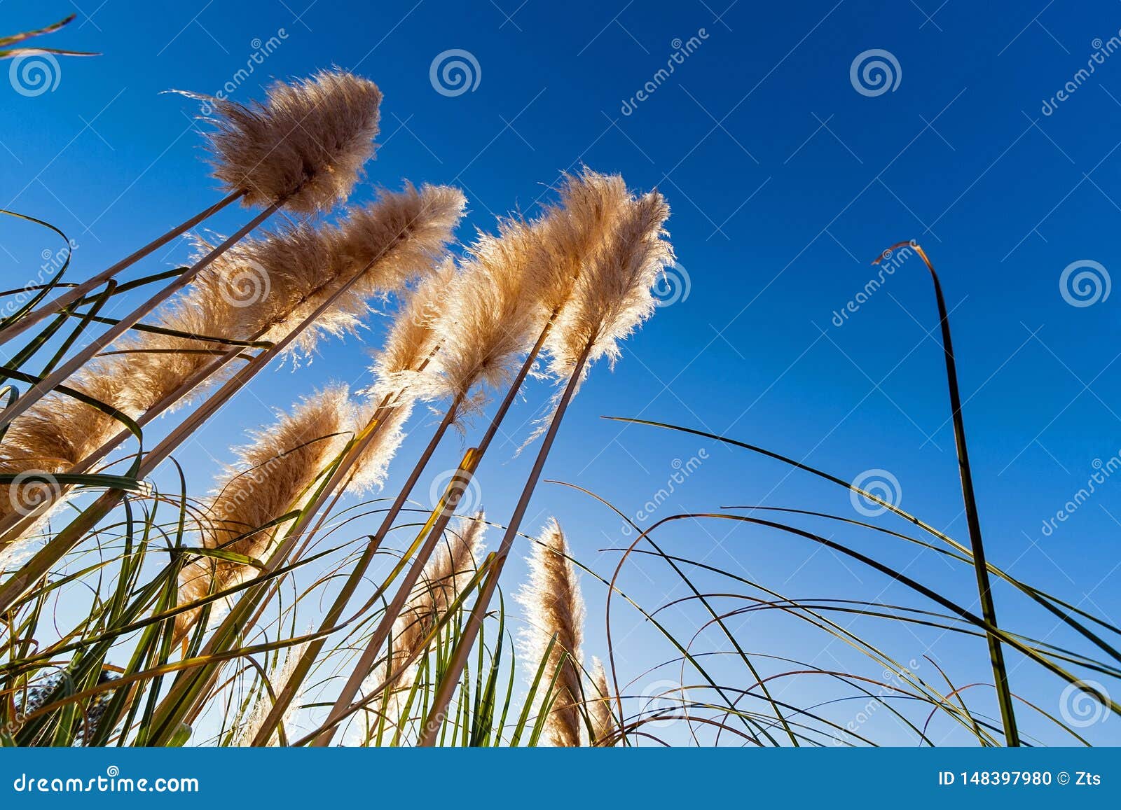 pampas grass aka cortaderia selloana silhouette or backlit