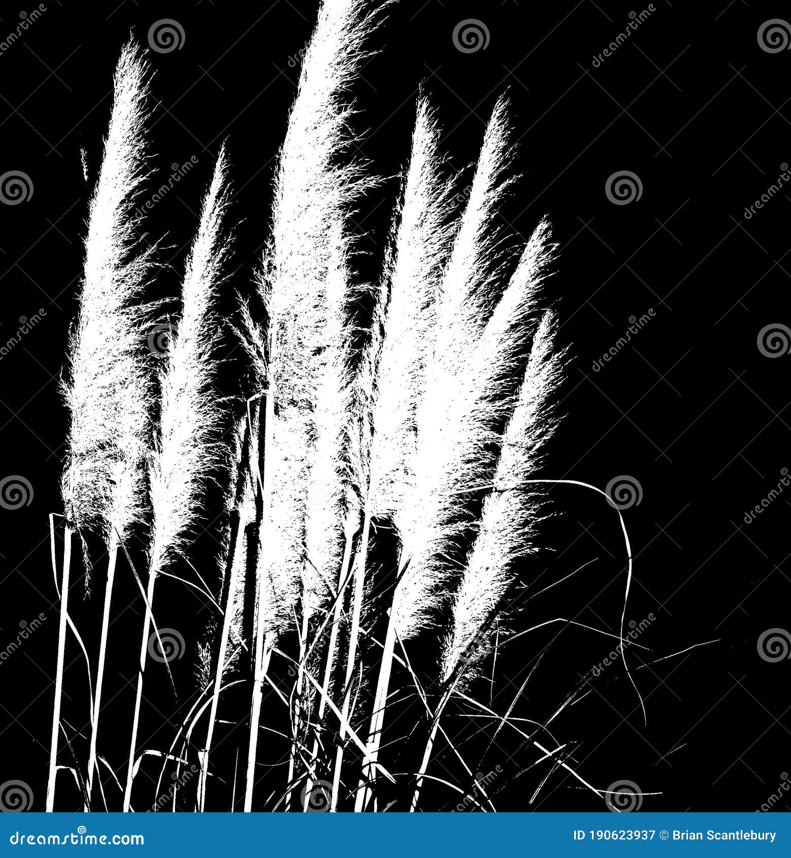 Pampas grass in bloom stock image. Image of brush, environment 190623937