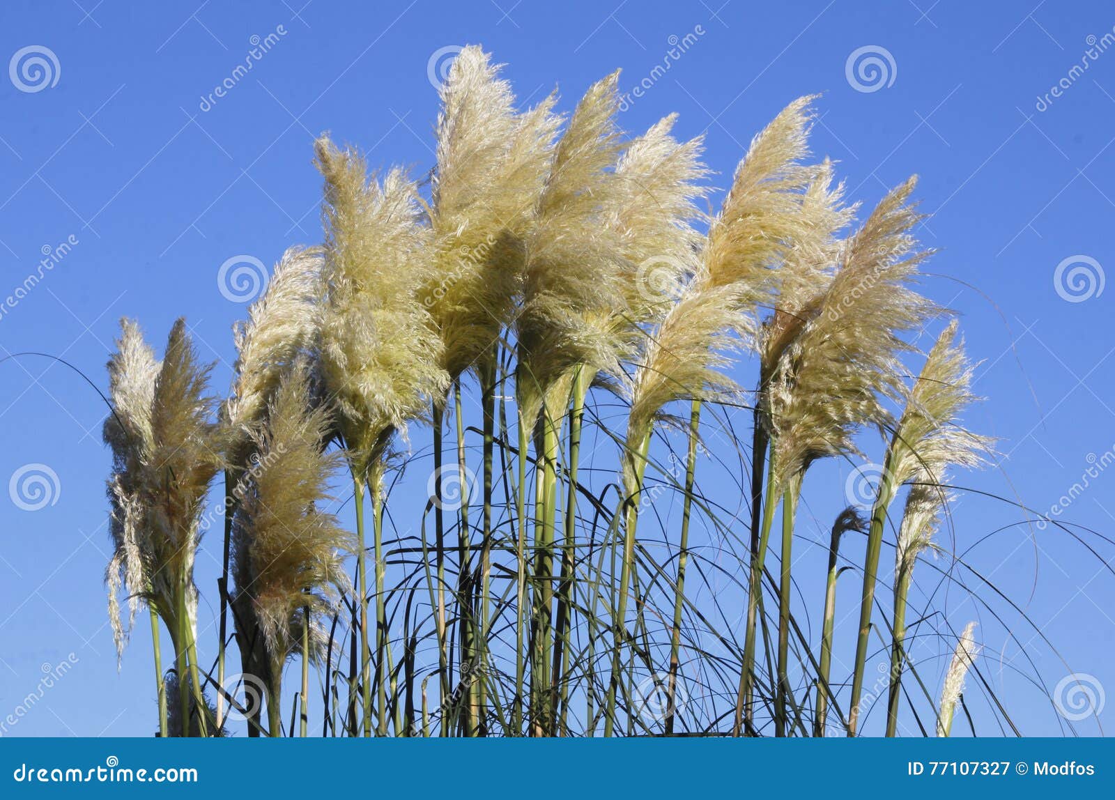 Pampas Grass and Blue Sky Backdrop Stock Image Image of plant, pampas