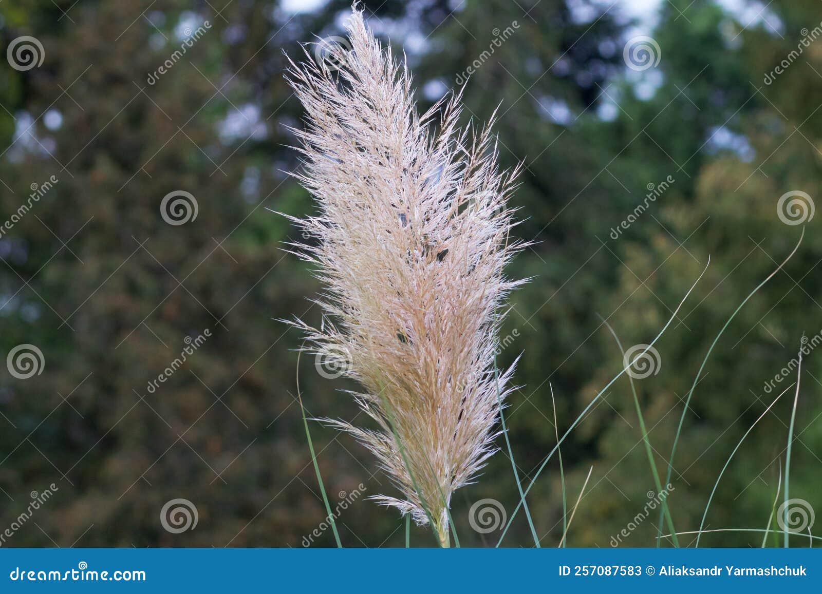 pampas grass, or cortaderia sello, or cortaderia dioecious (latin cortaderia selloana)
