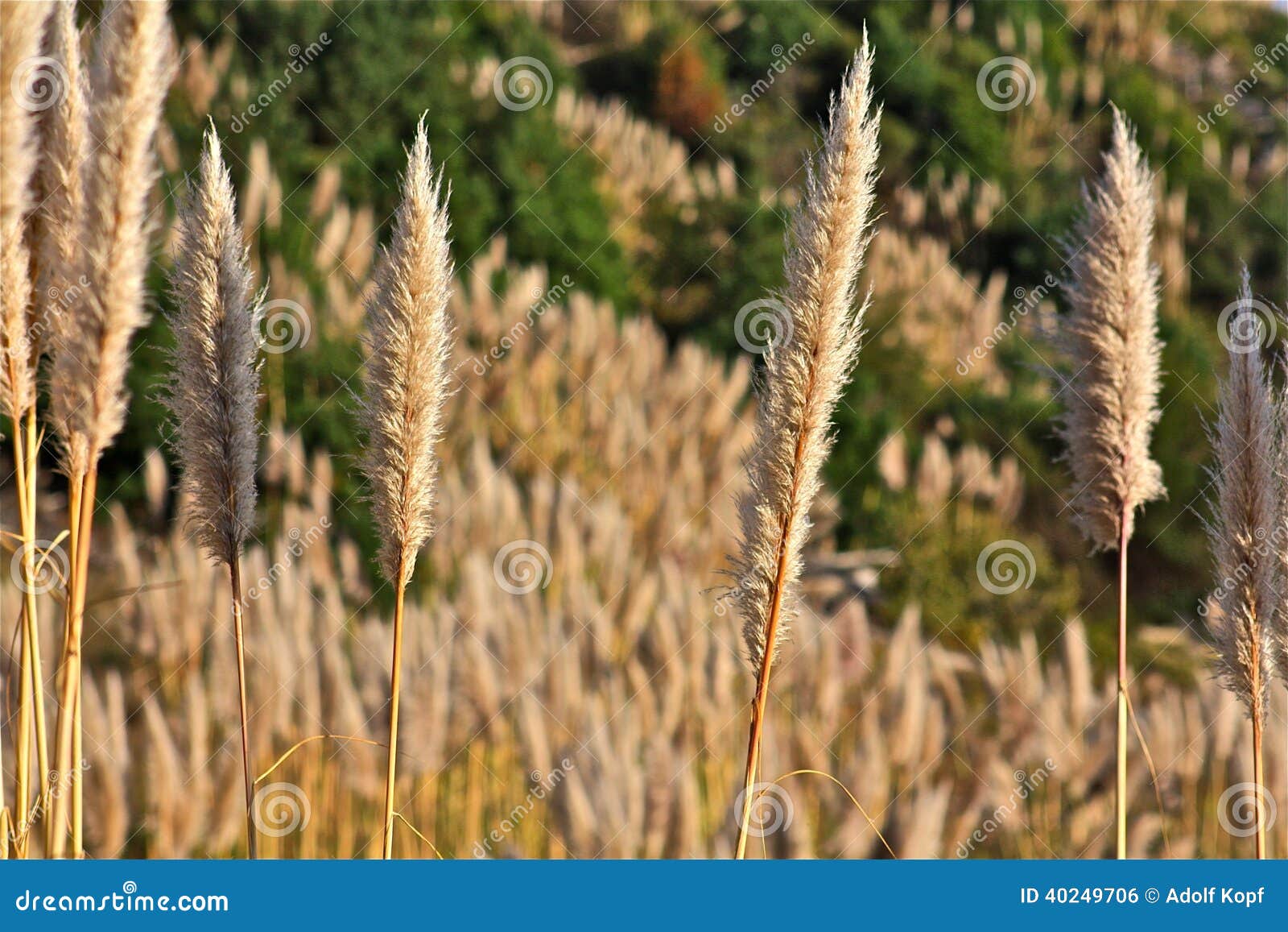 Pampas Grass stock photo. Image of highway, snow, nature 40249706