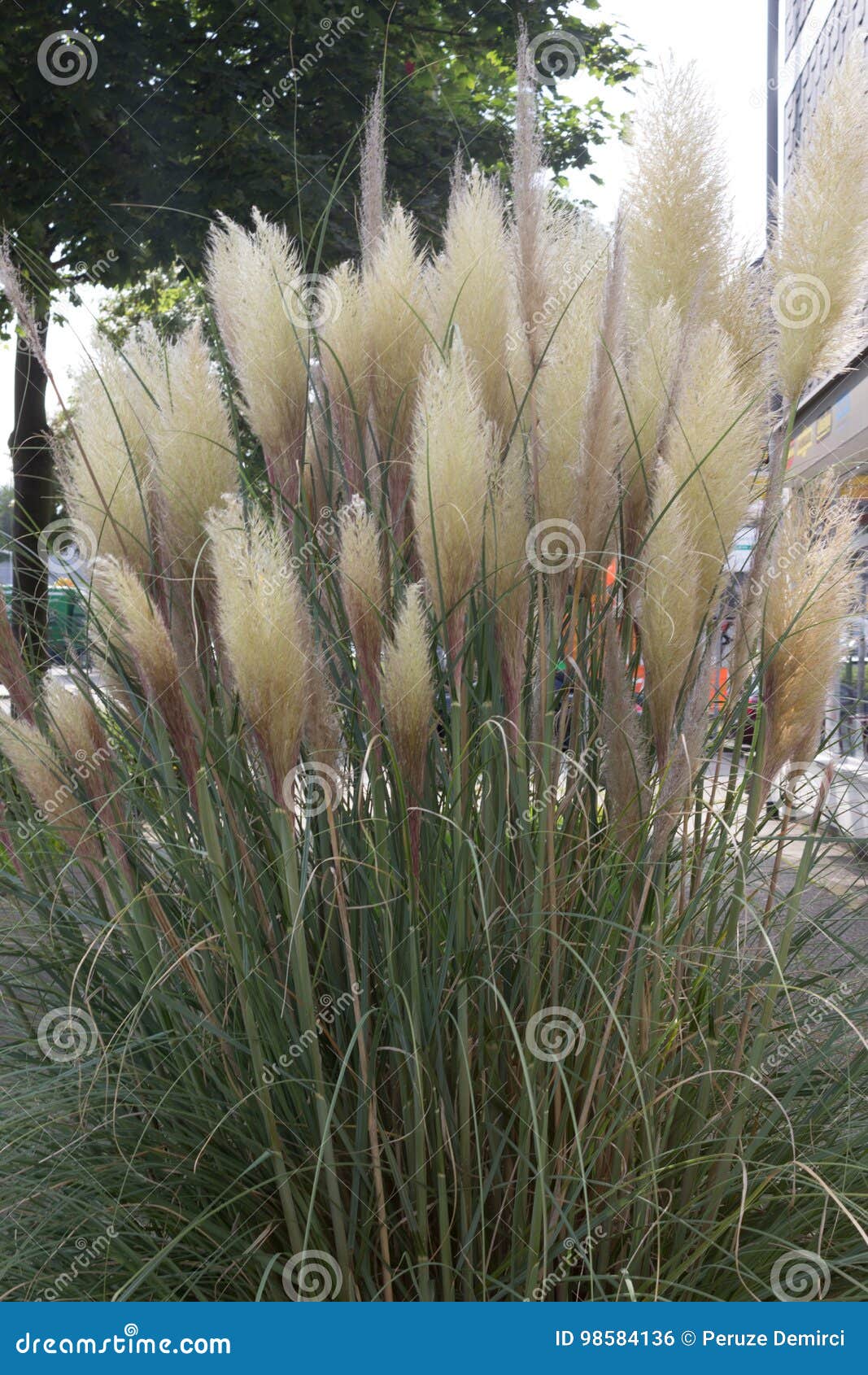 Pampas Grass Growing in a Garden Area Stock Photo Image of landscape