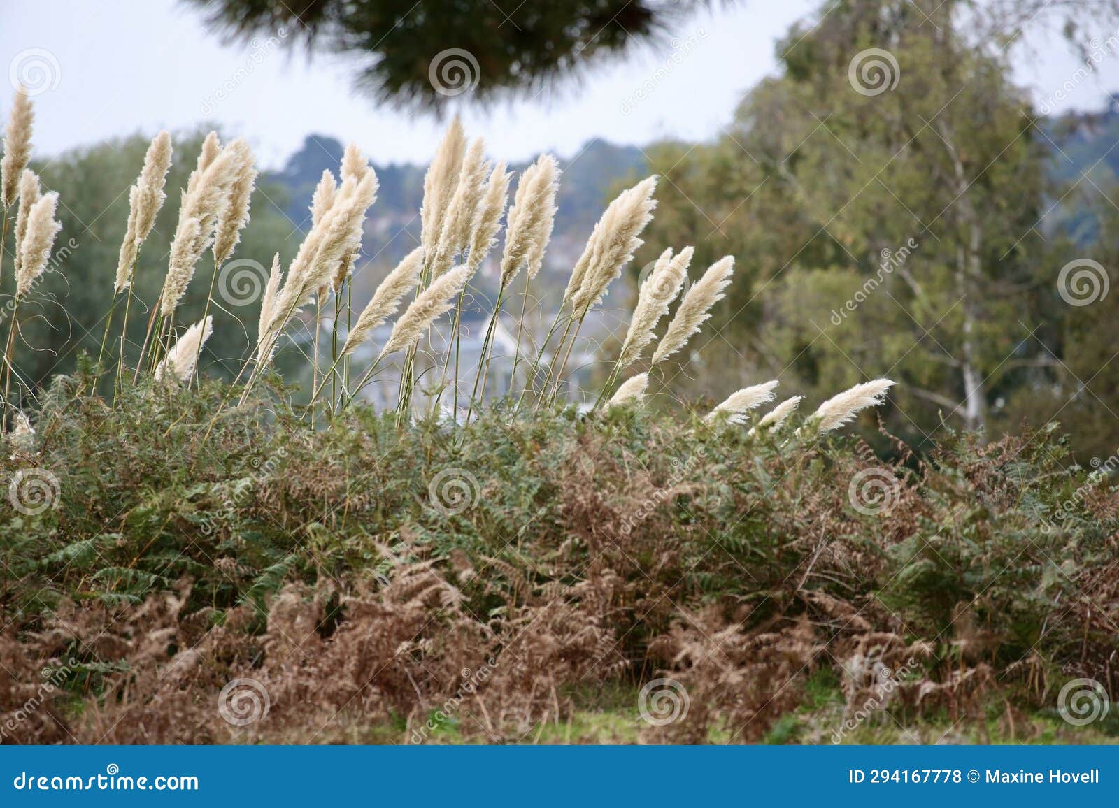 Pampas grass growing wild stock photo. Image of grass 294167778