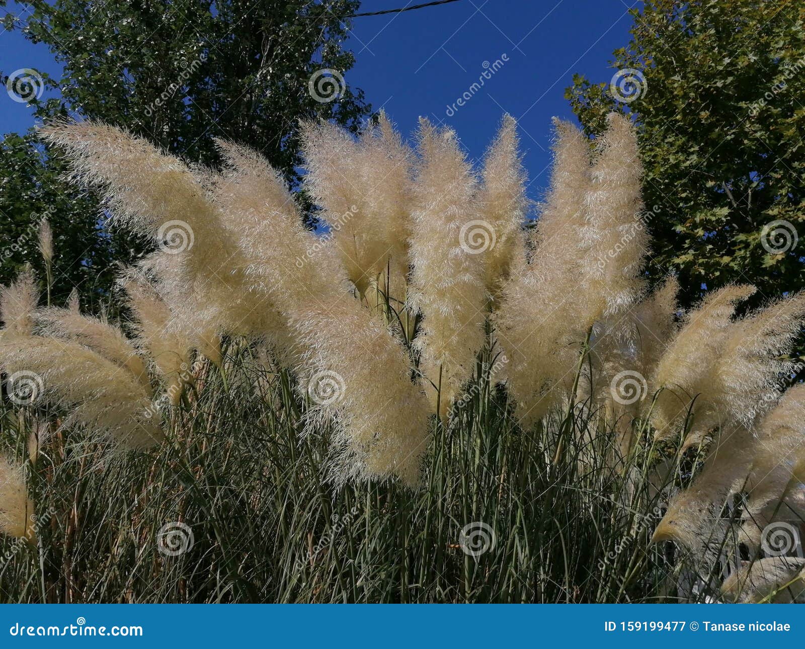 pampas grass in isla cristina huelva park, andalucia, spain.