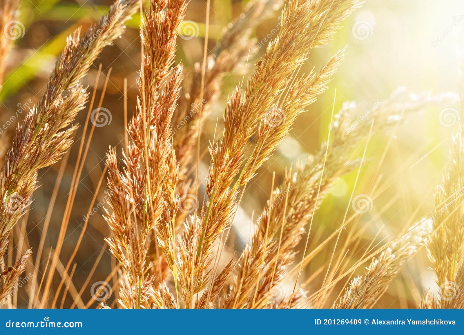 Pampas grass HD wallpapers  Pxfuel