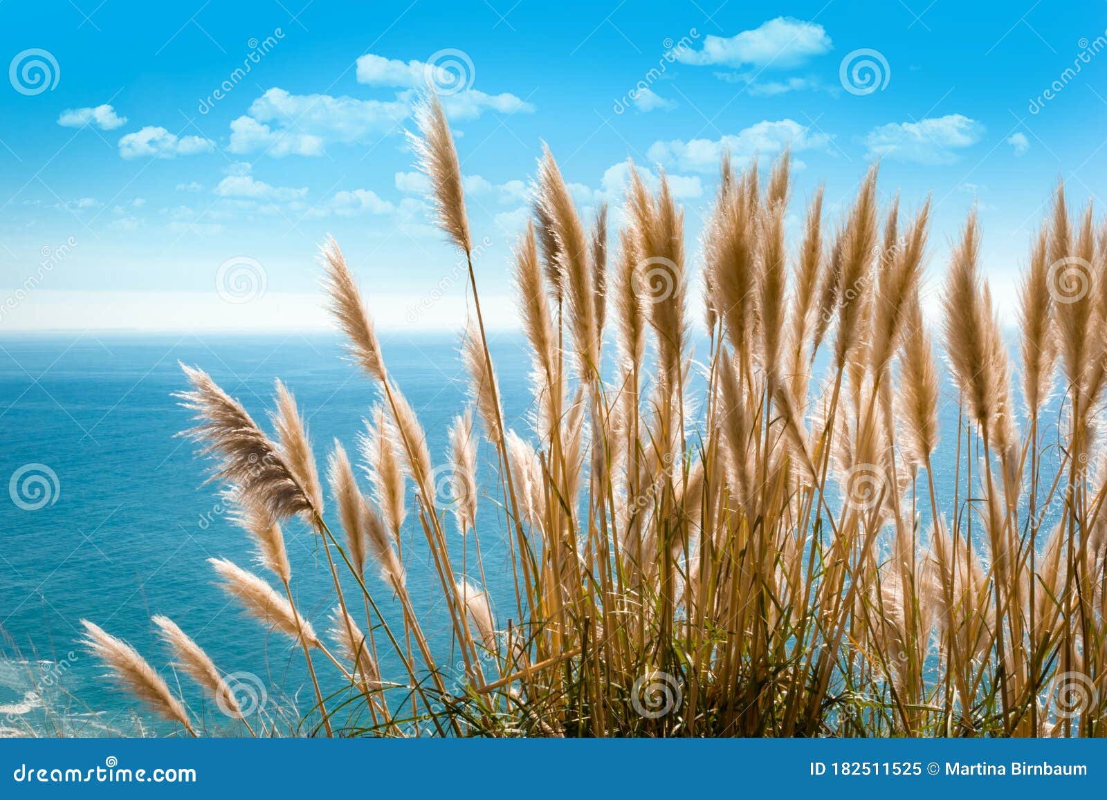 Pampas Grass at the Pacific Coast Highway, California Stock Image