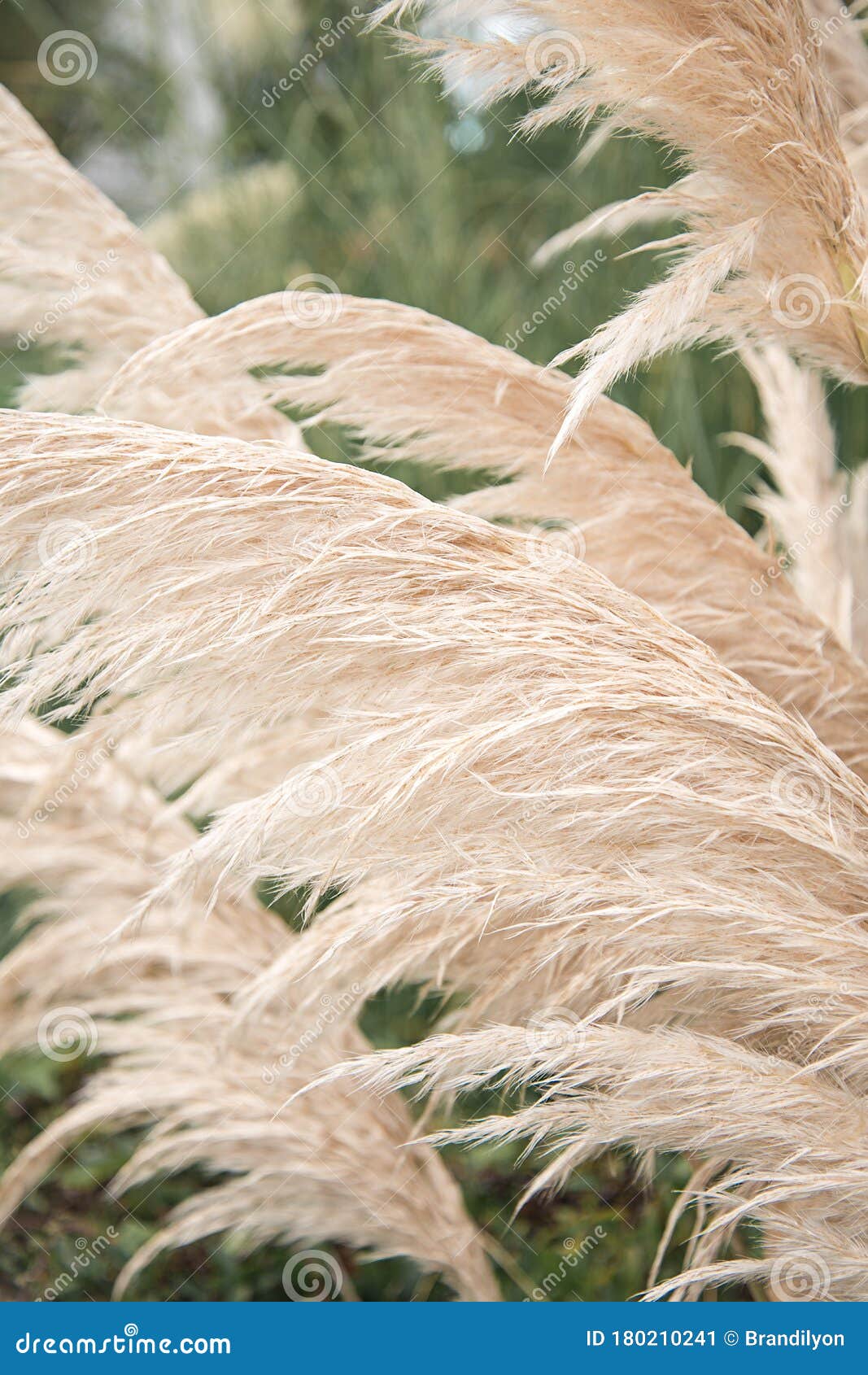 pampas grass plants growing in a garden. wispy and feathery dried botanical grasses