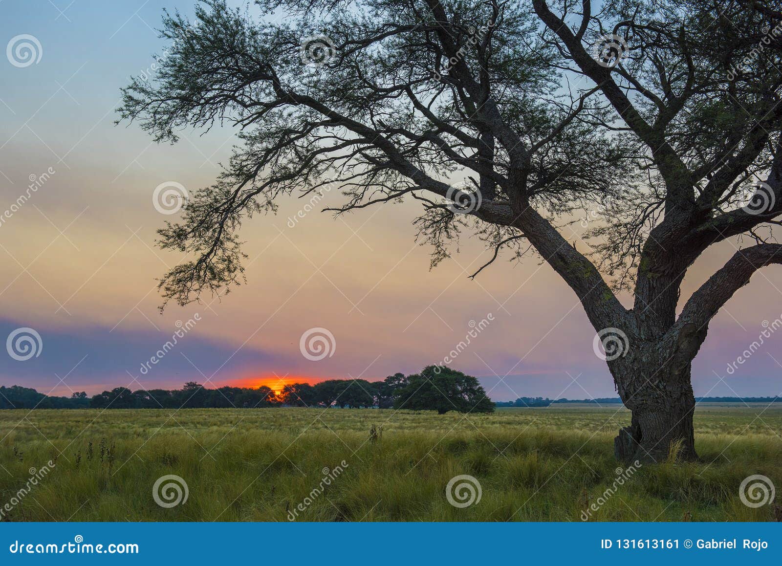 Pampas Landschaft Argentinien Stockbild Bild Von Argentinien Landschaft