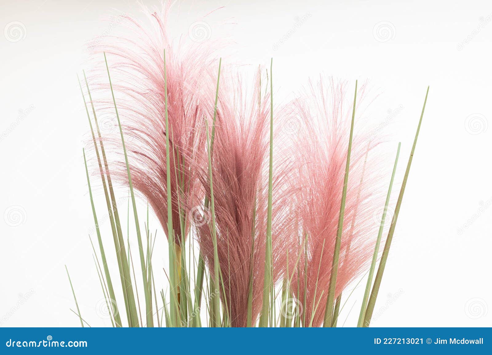 Pampas Rose Herbe Ou Cortaderia Sur Fond Blanc Image stock - Image du fond,  pampa: 227213021