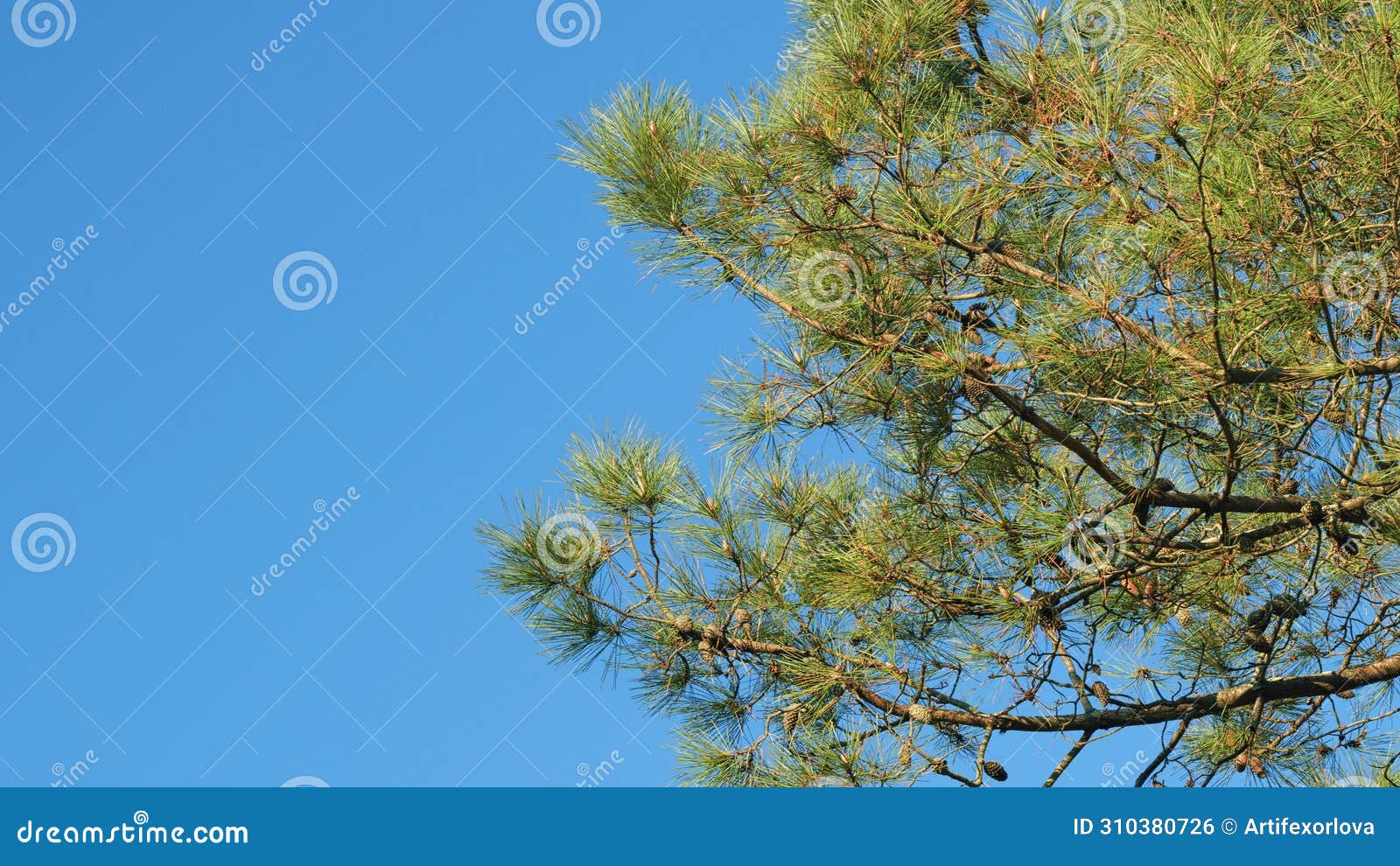 pinaceae family. pinus. pine branches swaying in the wind.