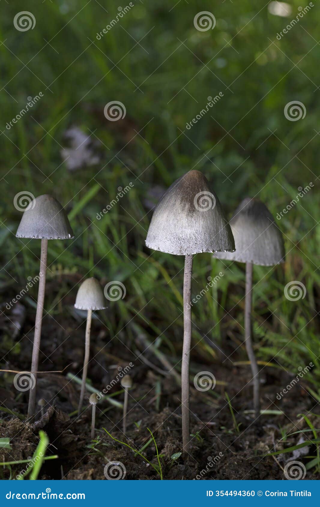 panaeolus papilionaceus,also known as agaricus calosus