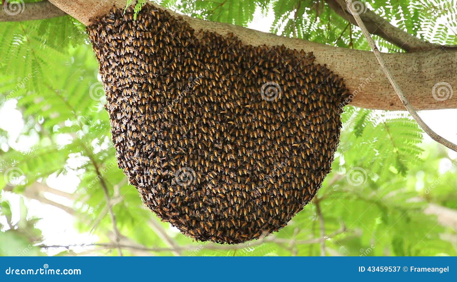 Details 48 panales de abejas en árboles