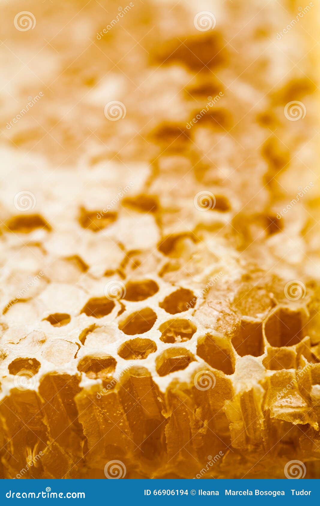 Panal llenado de la miel - detalles