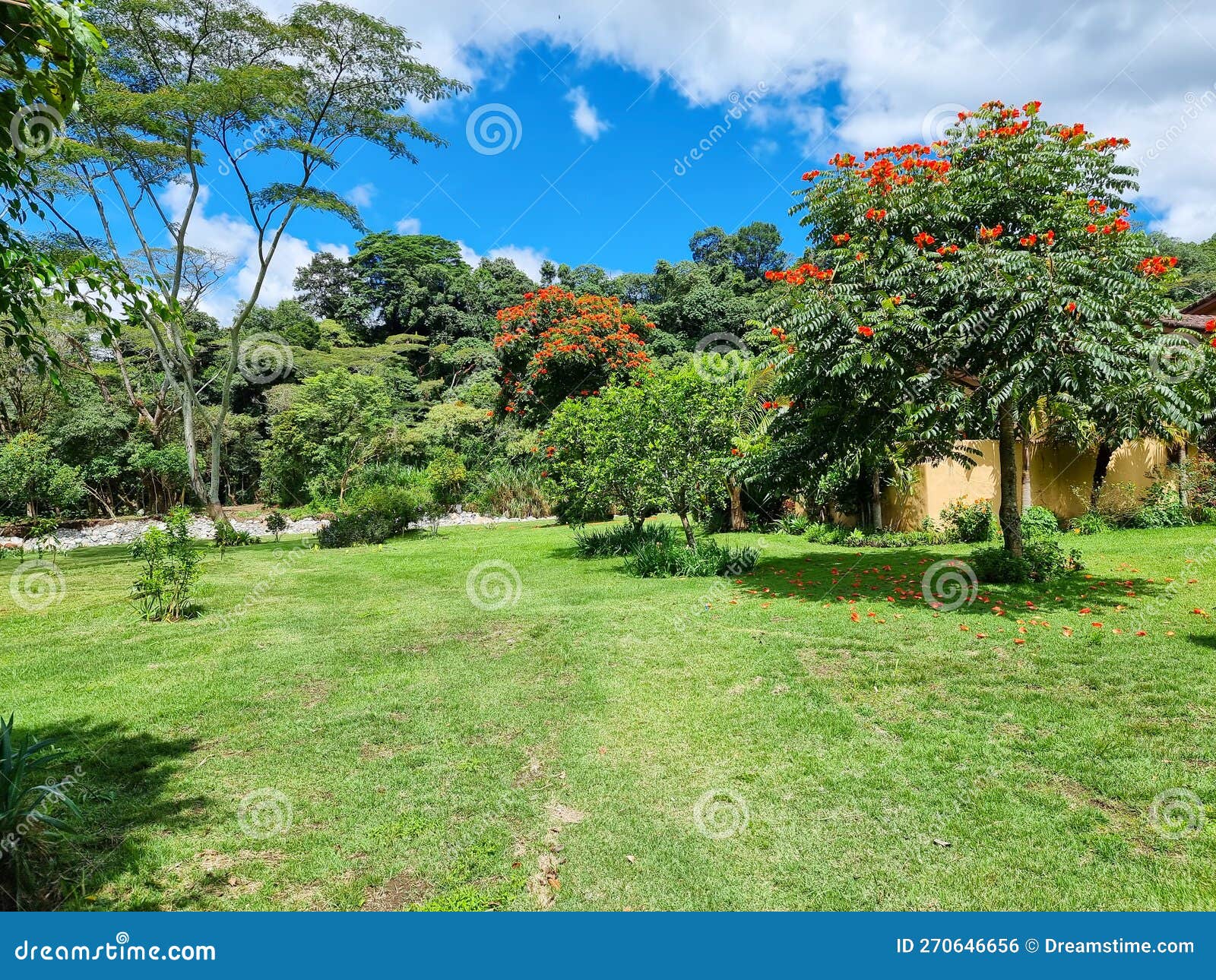 Panama, Boquete, Guayacan Tree with Red Flowers Stock Photo - Image of ...