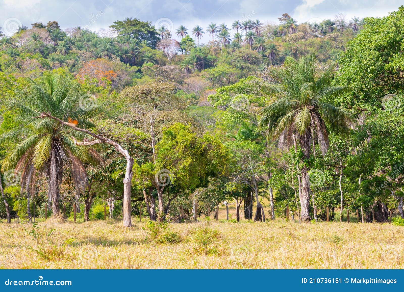 Panama Guayabal, Hills, Tropical Forest and Palm Trees Stock Image ...