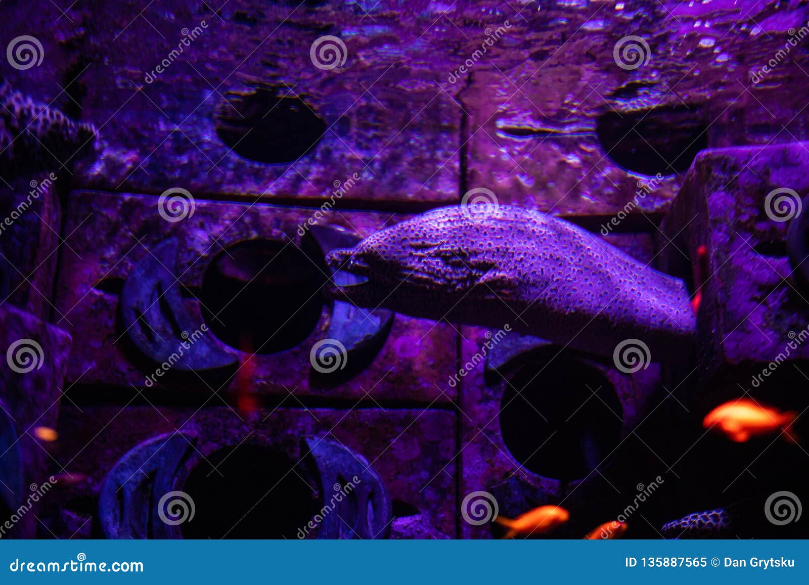 Panamic Green Moray Eels in the Aquarium Stock Image Image of color