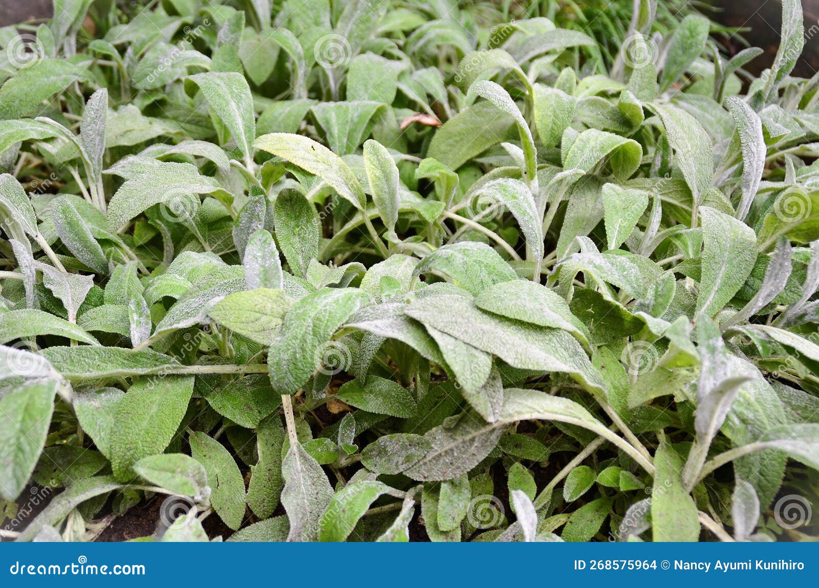 panc stachys byzantina leaves in the vegetable garden