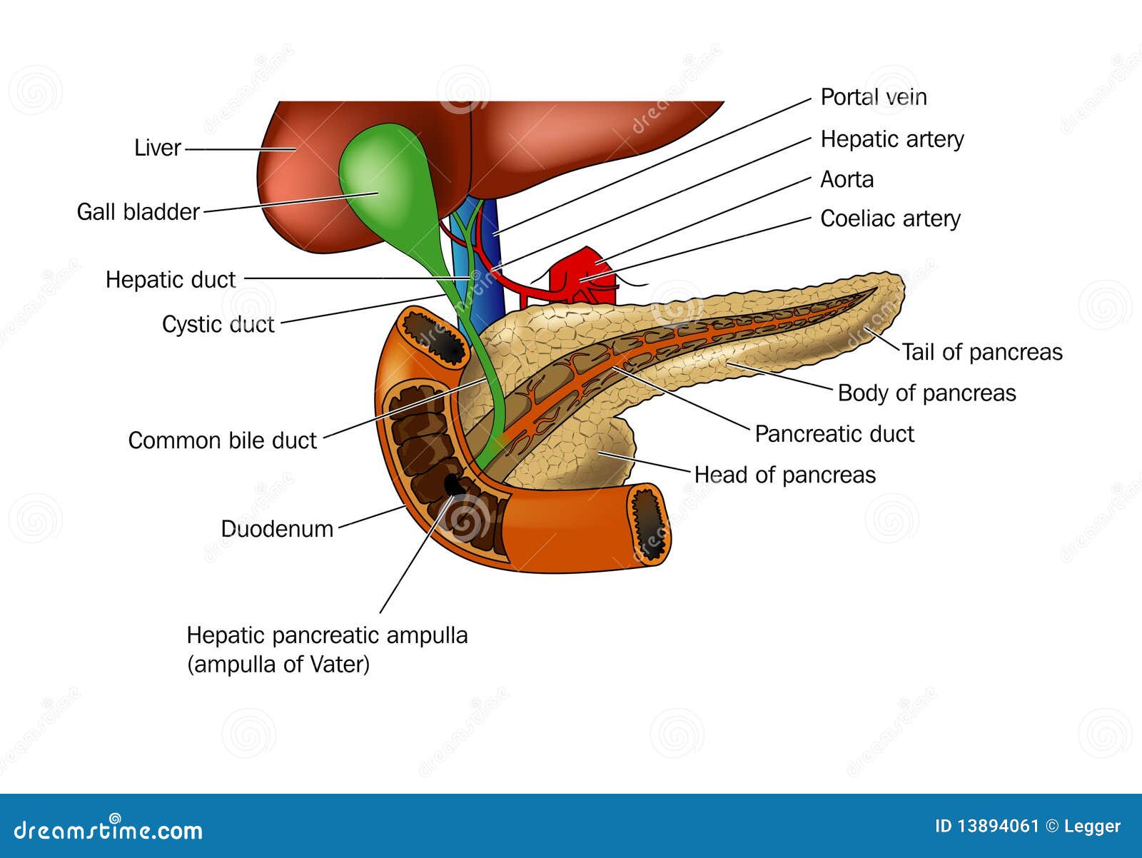 Premium Vector | Stomach and pancreas diagram chart in science subject  kawaii doodle vector cartoon