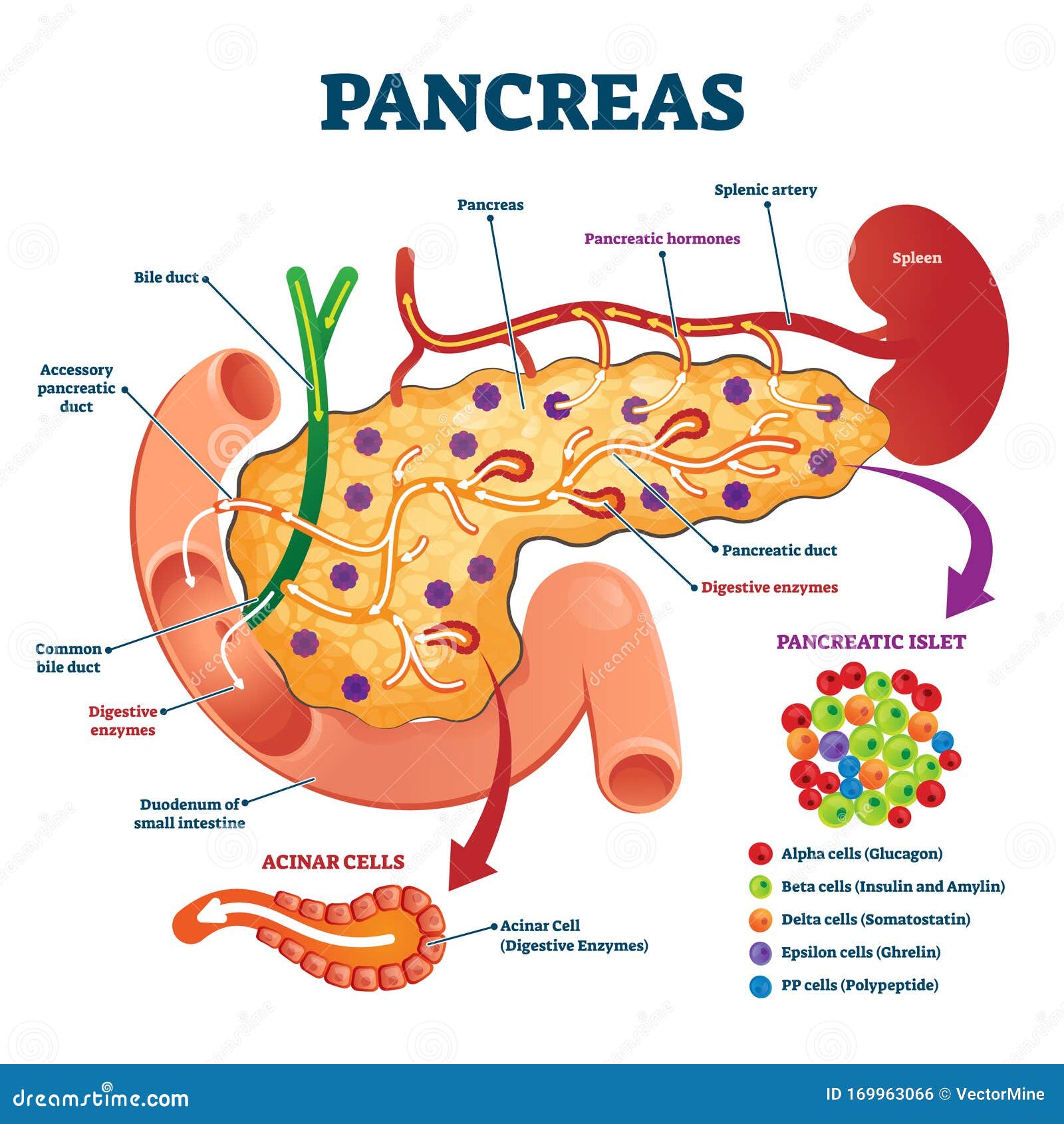 pancreas anatomical cross section model,   medical example