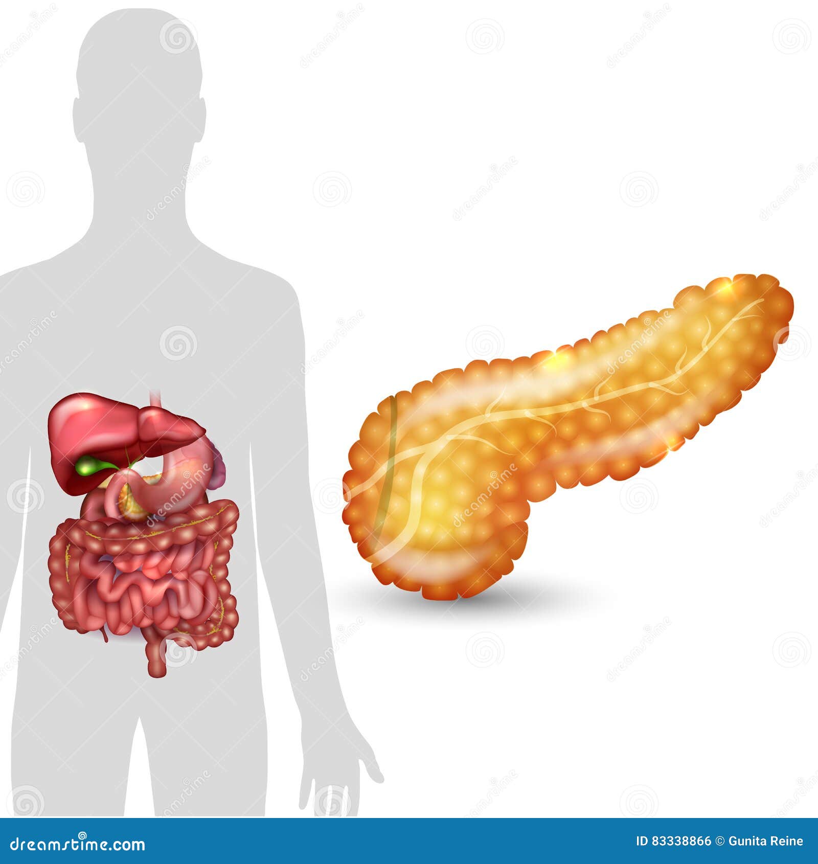 Pancreas Anatomy In Complex With Intestine And Bile Duct. Human Healthy ... Biology Diagrams