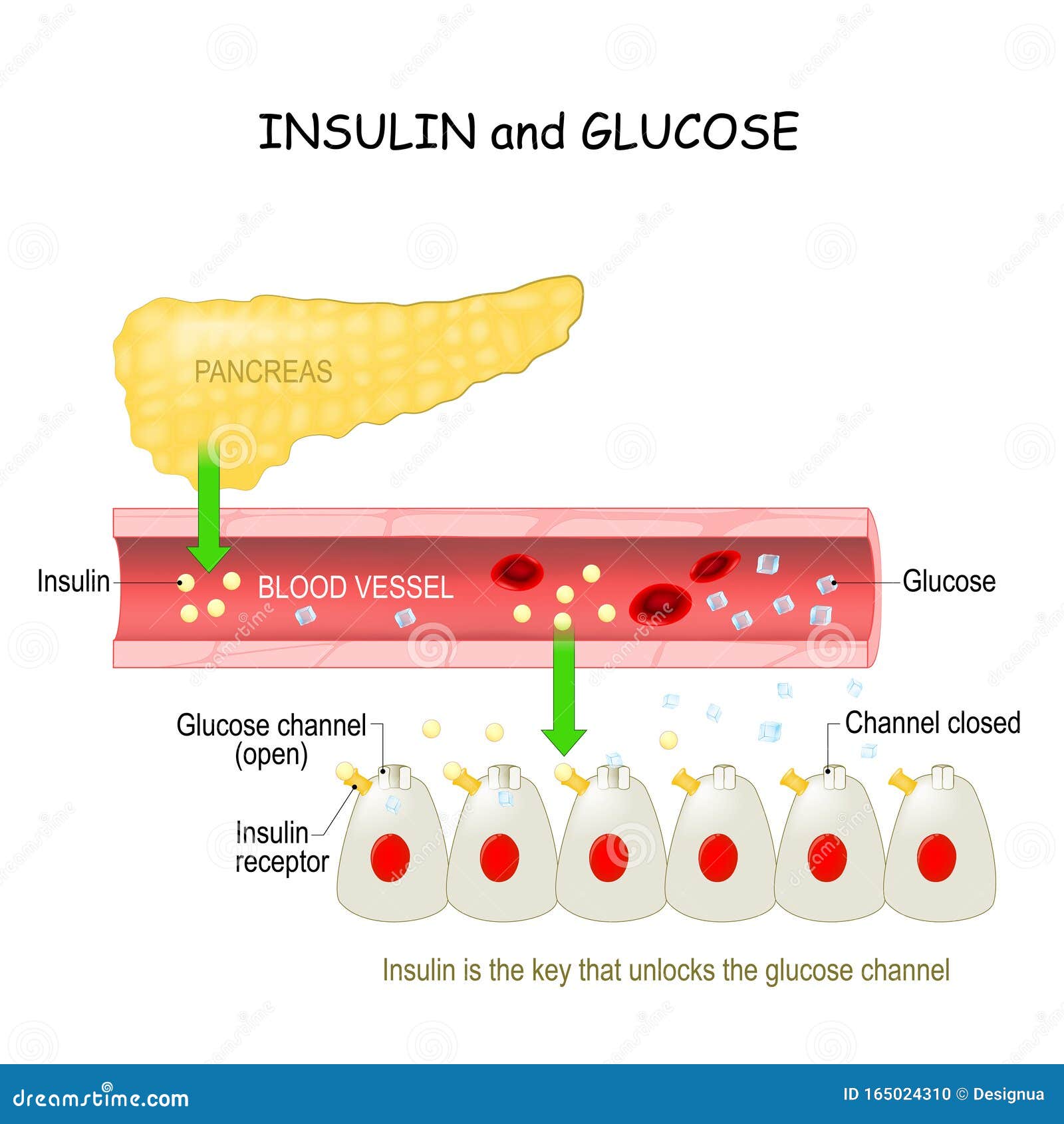 pancreas and cell with glucose channel and insulin receptor