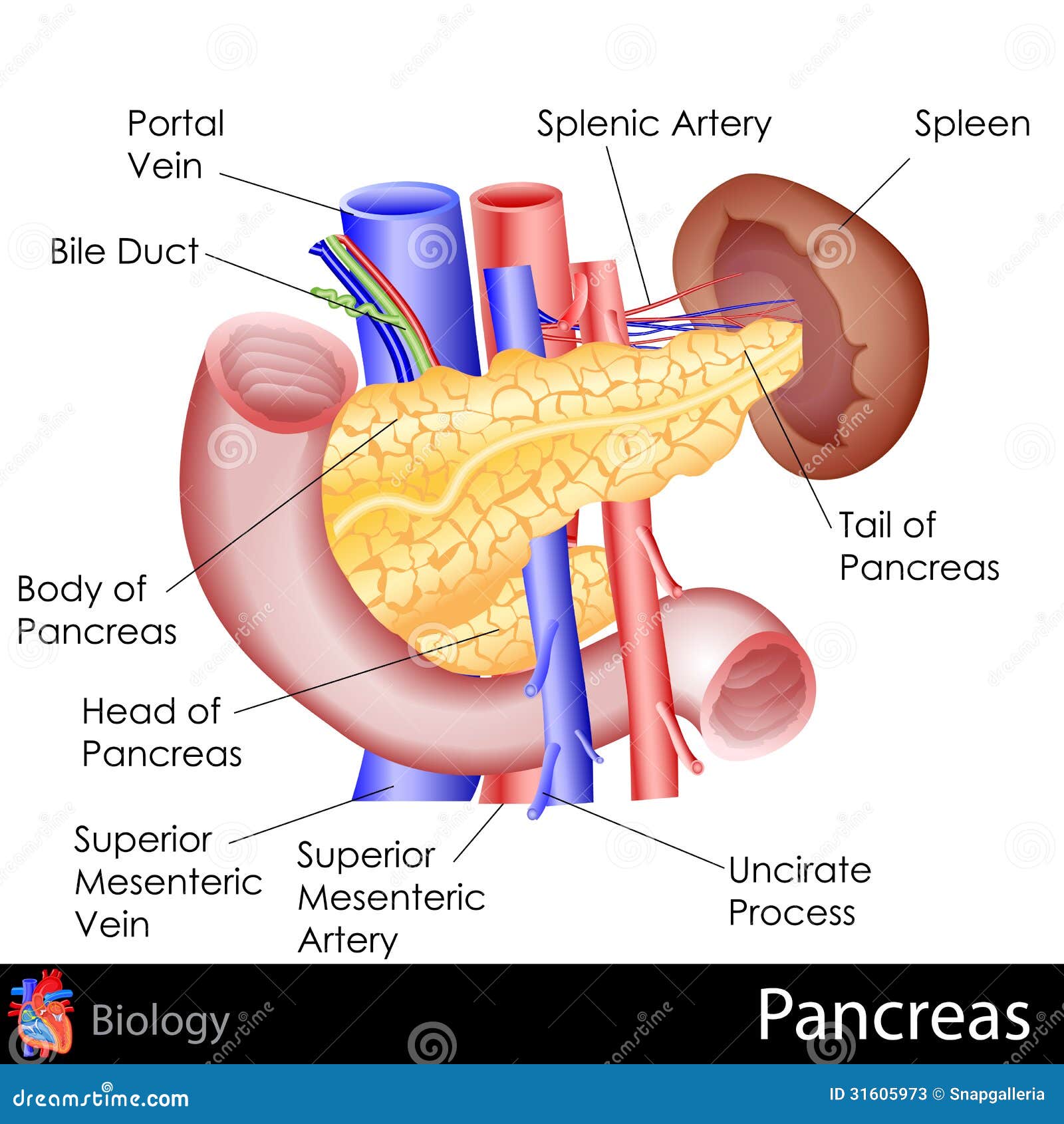 pancreas diagram || easy way to draw pancreas diagram || how to dra pancreas  diagram - YouTube