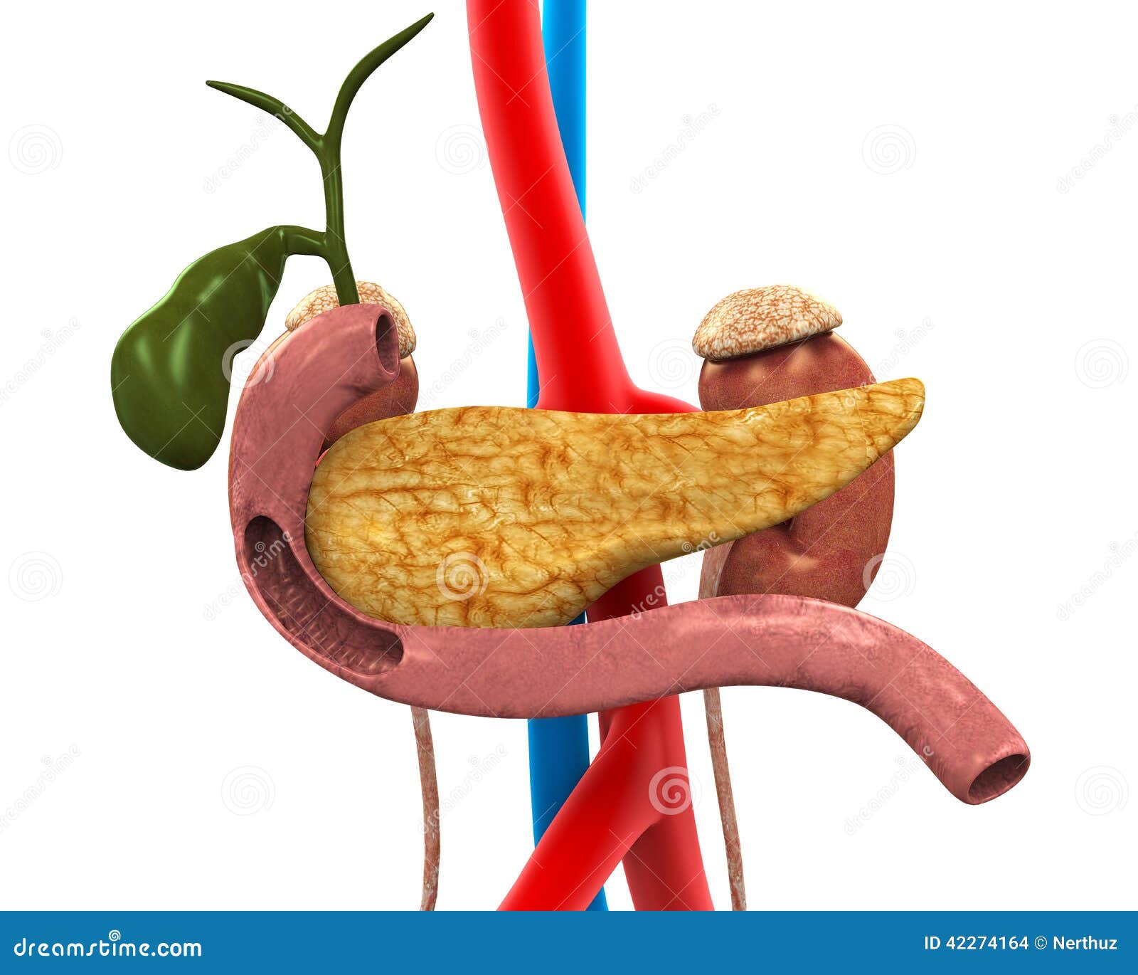 Pancreas, Gallbladder And Duodenum Anatomy Stock Illustration - Image