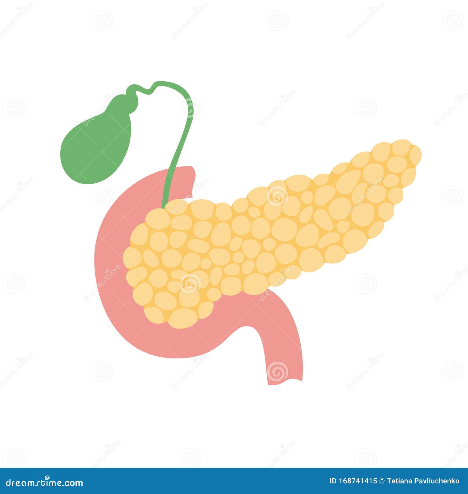 Pancreas, Duodenum And Gall Bladder Vector Illustration | CartoonDealer