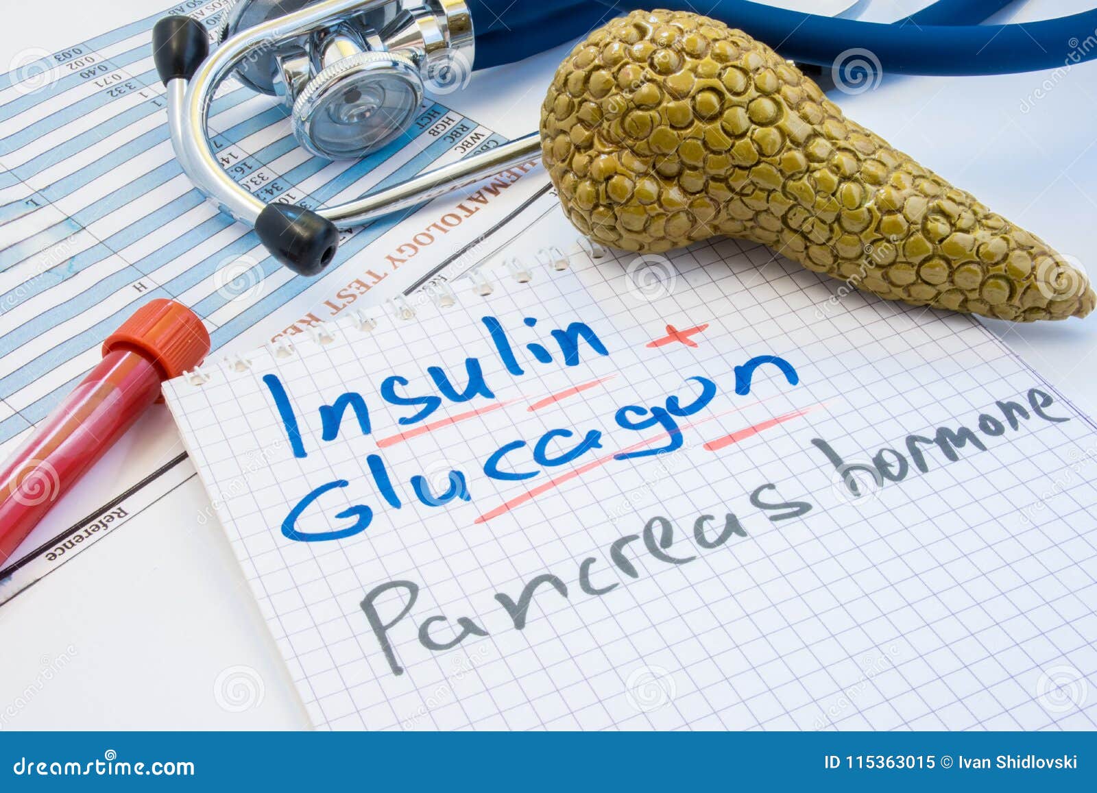 pancreas gland hormones insulin and glucagon concept photo. notepad inscribed with insulin and glucagon is near figures of pancrea