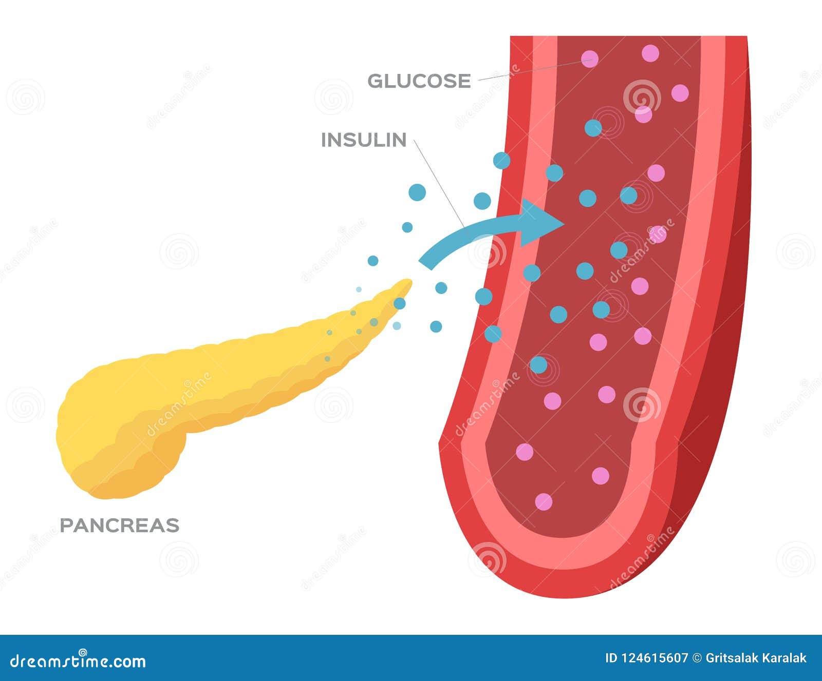insulina pancreas diabetes Fotografías insulina pancreas diabetes Fotografías
