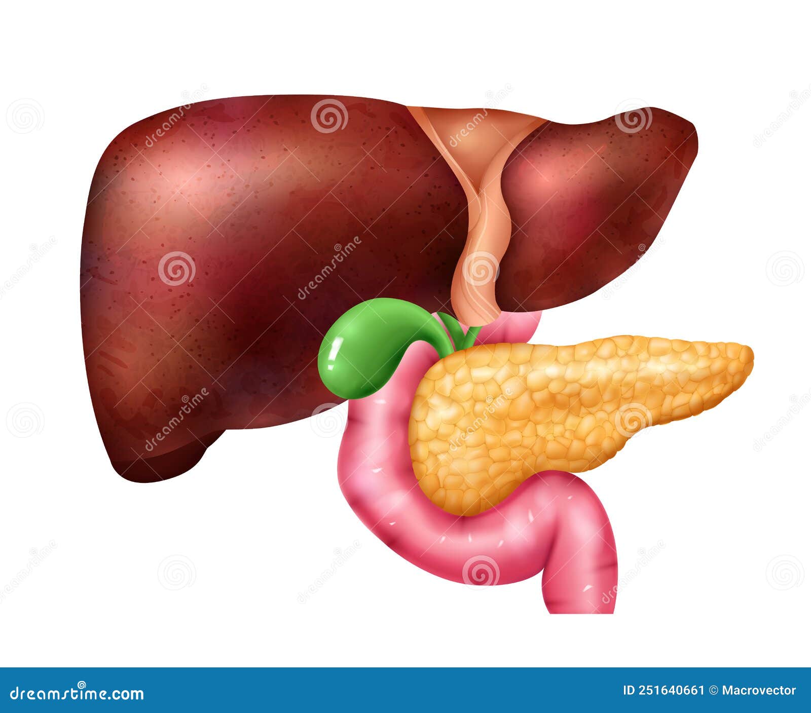 Pancreas And Liver Vector Illustration | CartoonDealer.com #17396992