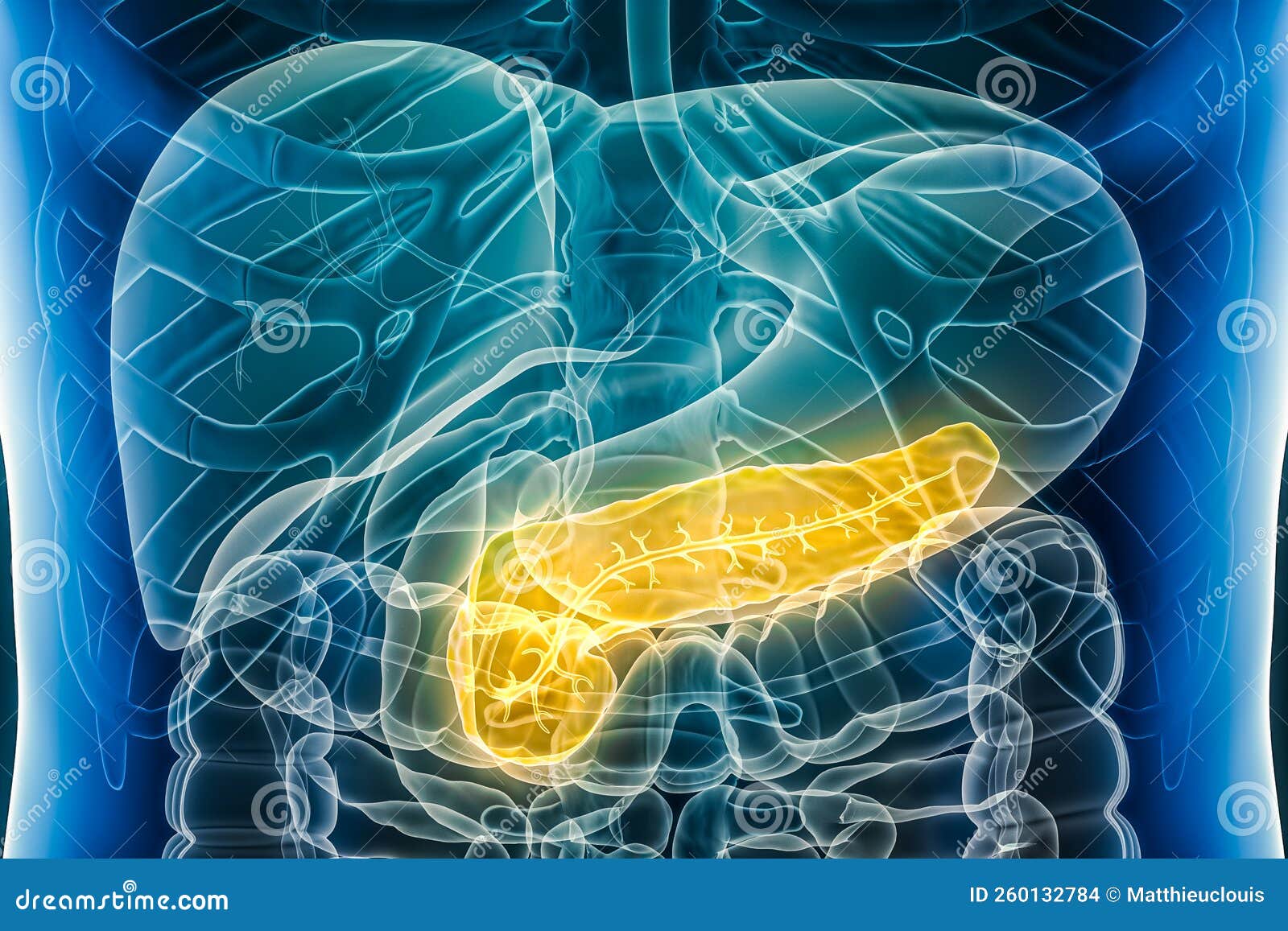 Pancreas with Pancreatic Duct. Organ of the Human Digestive System 3D ... Biology Diagrams