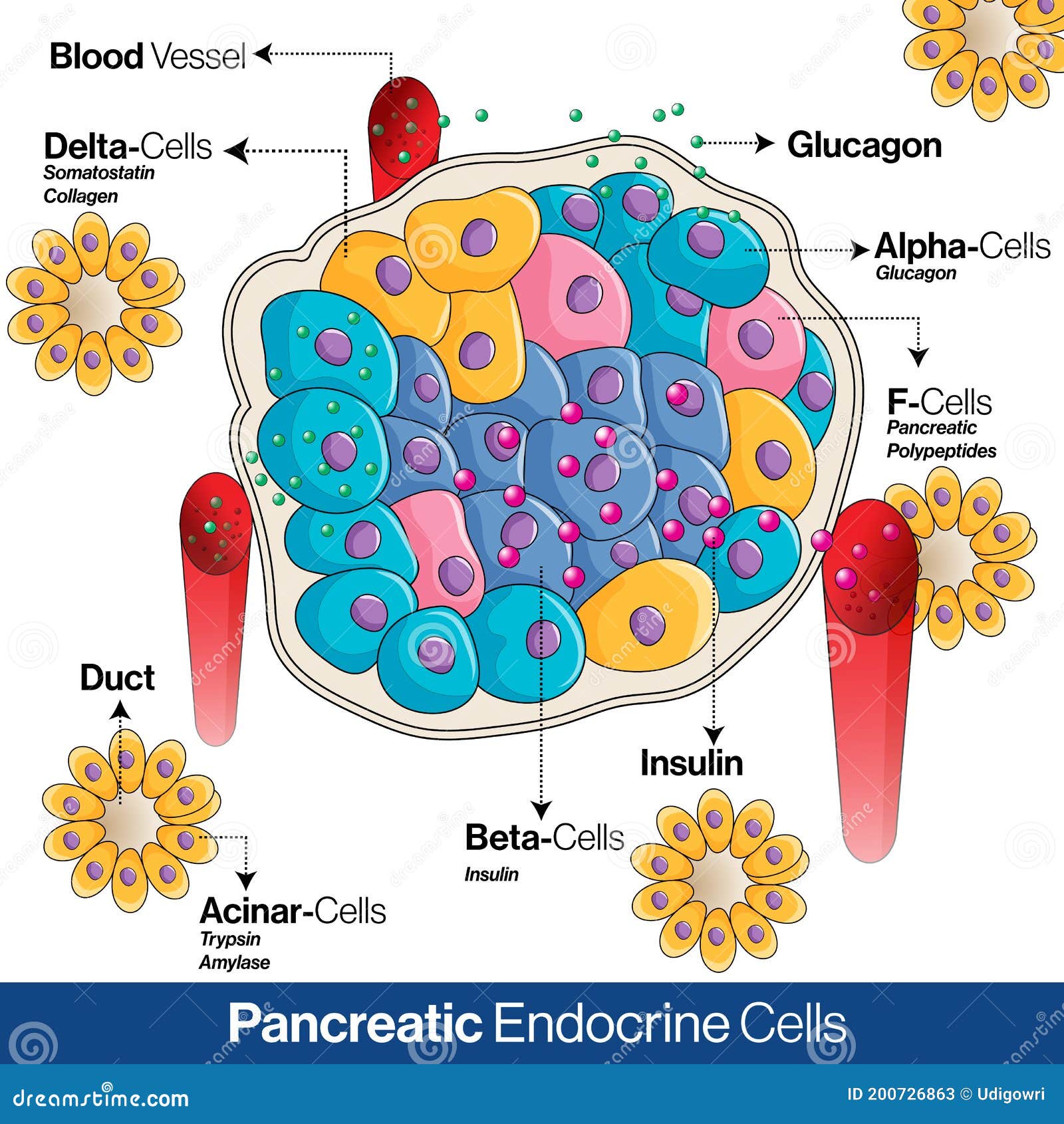 Endocrine Anatomy Diagram