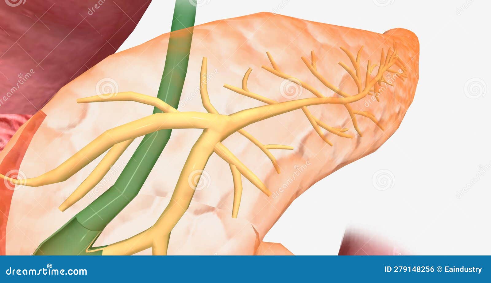 The Pancreas is a Digestive Organ that Helps Break Down Food and Stock