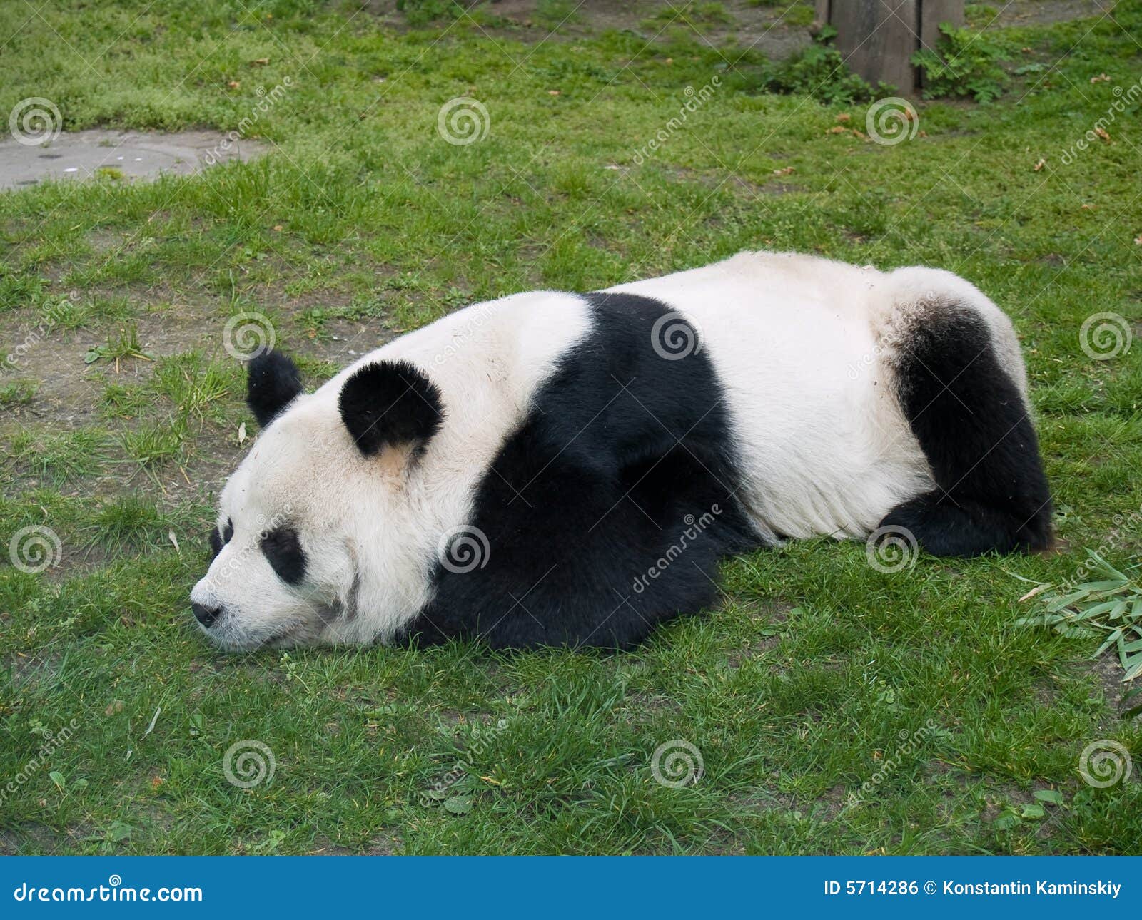 baby panda baby panda