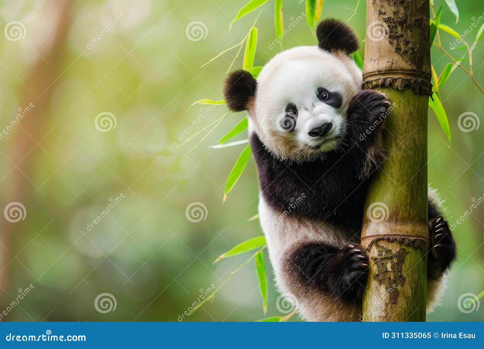 How a Single Bamboo-Loving Panda Changed Global Conservation Forever