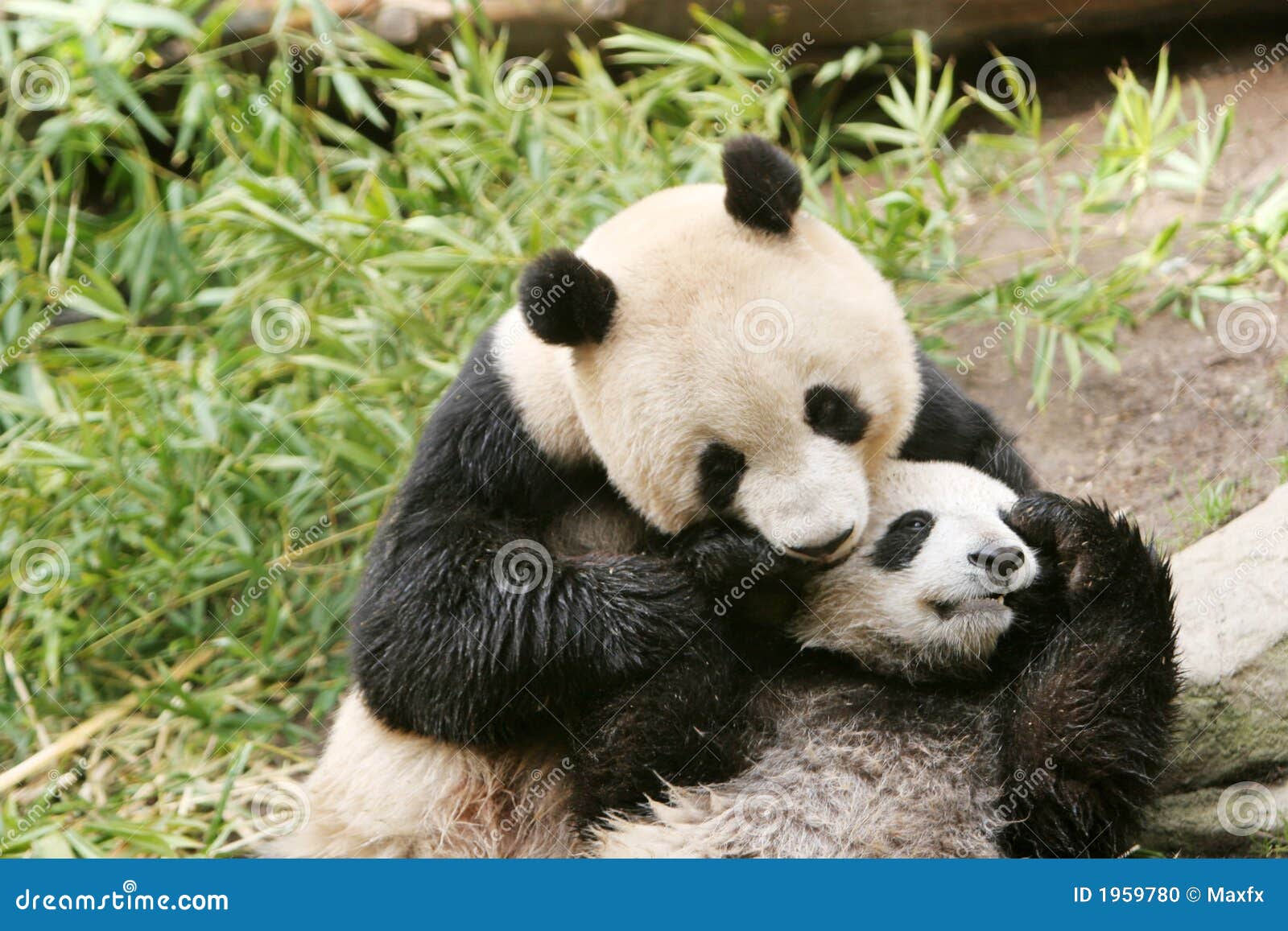 panda bear and cub