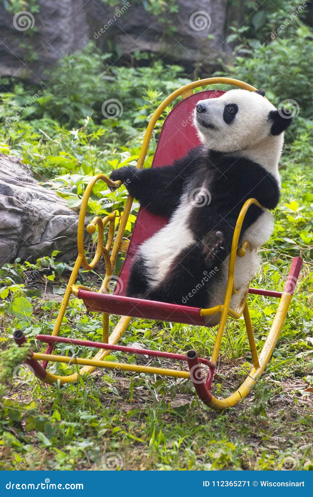 Panda Bear Cub China Travel Beijing Zoo Stock Image Image Of Orient